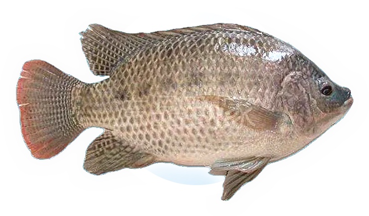 Tilapia
