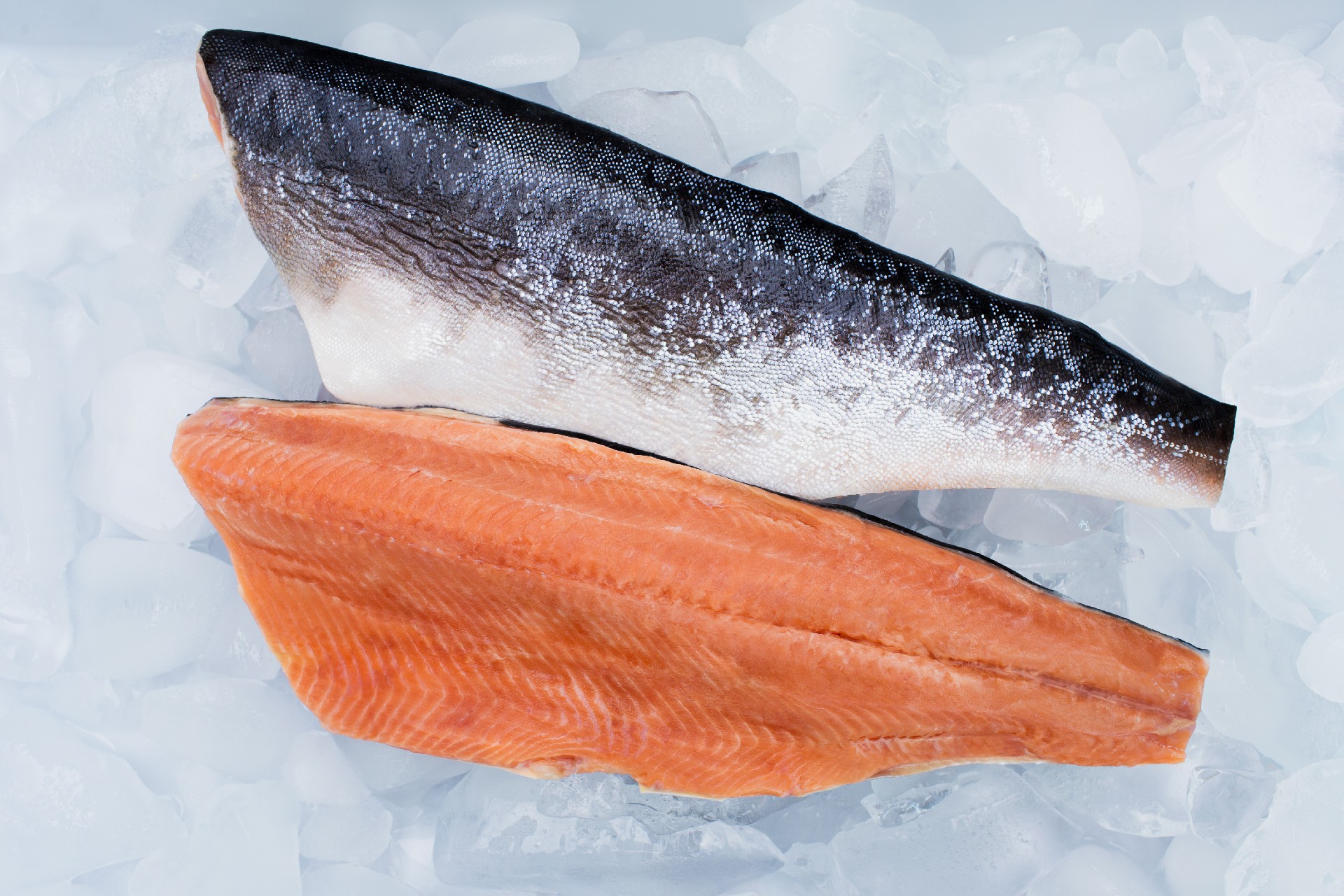 Salmon.jpg