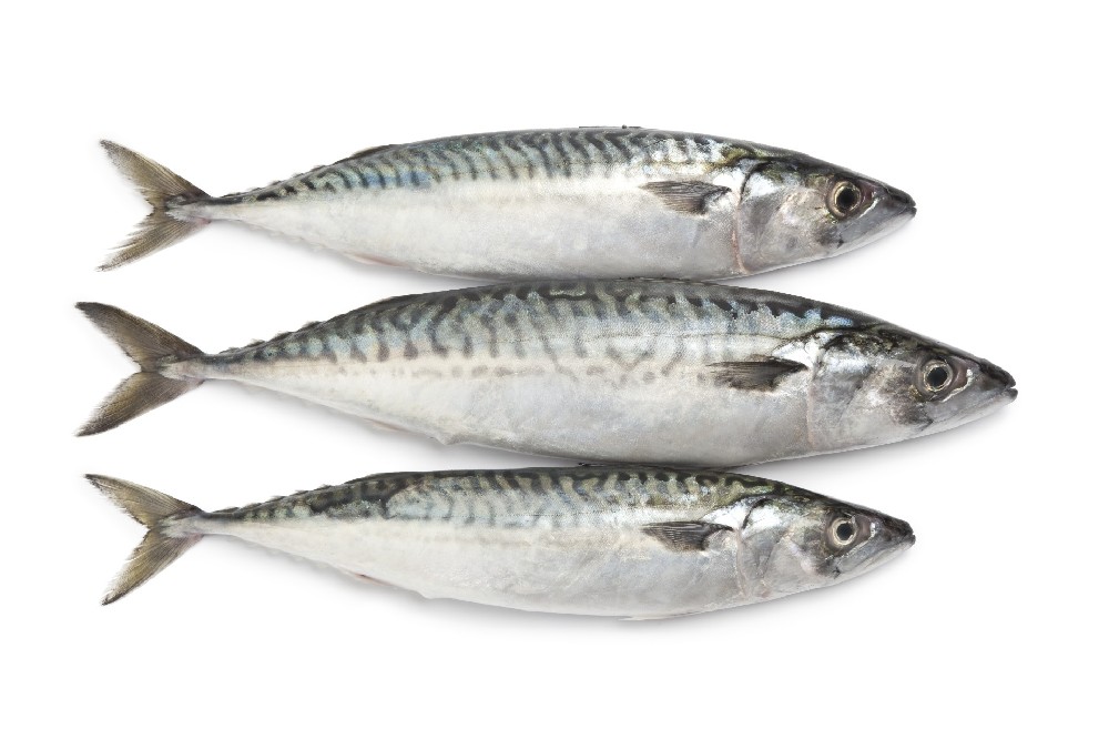 Mackerel