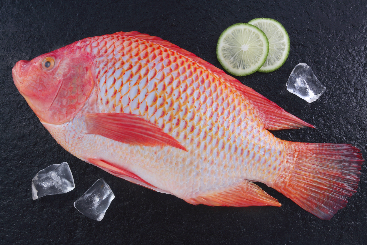 二去红罗非鱼；Red Tilapia Gutted & Scaled （WR G&S）;.jpg
