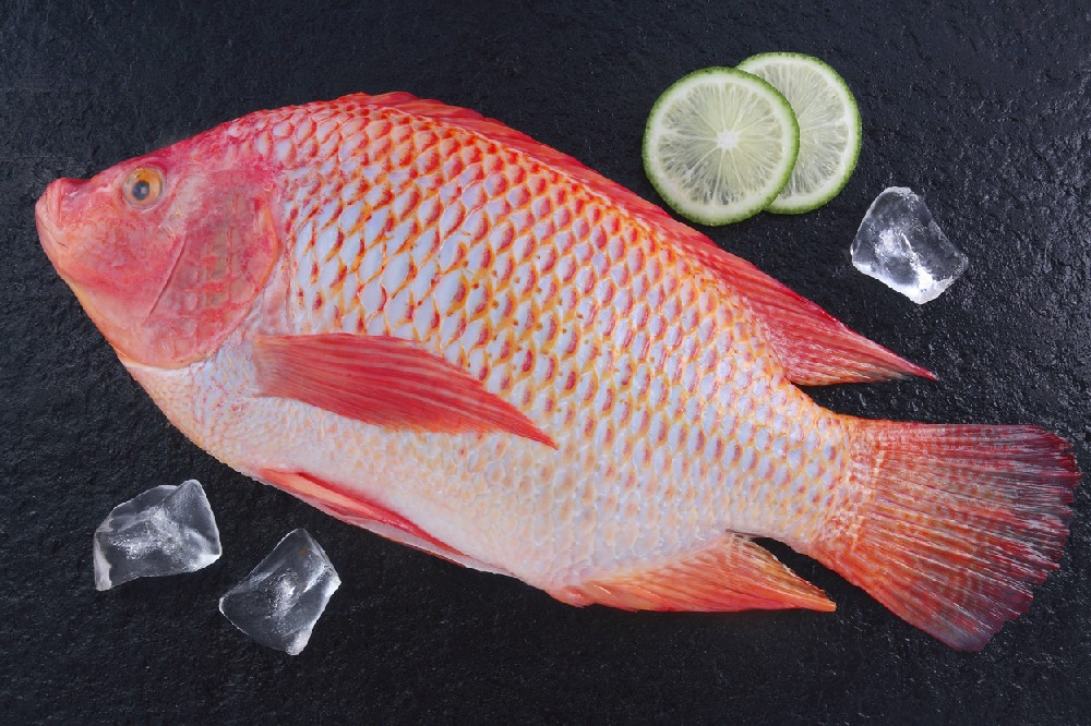 Red Tilapia