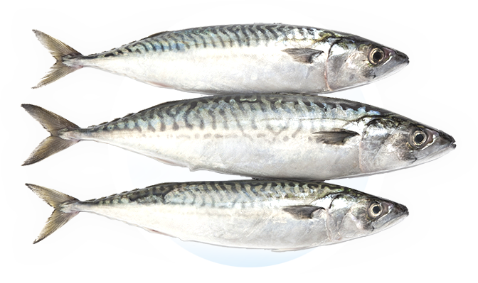 Mackerel