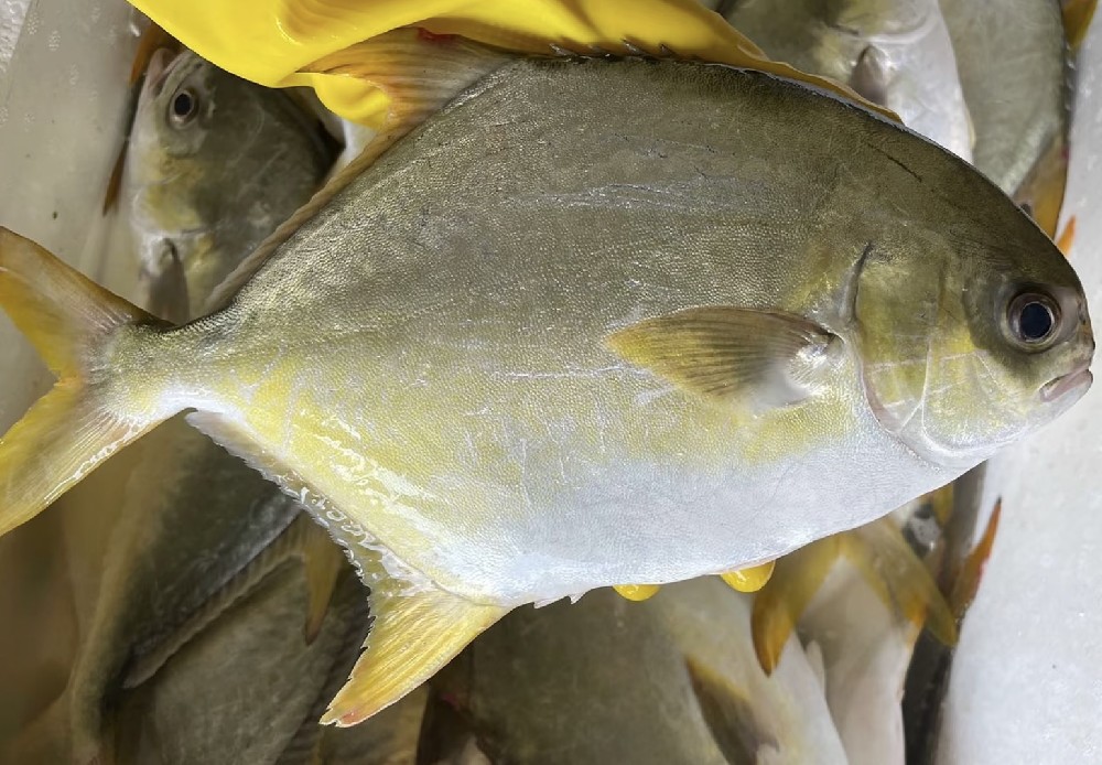 Golden Pomfret
