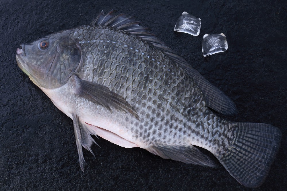 Black Tilapia