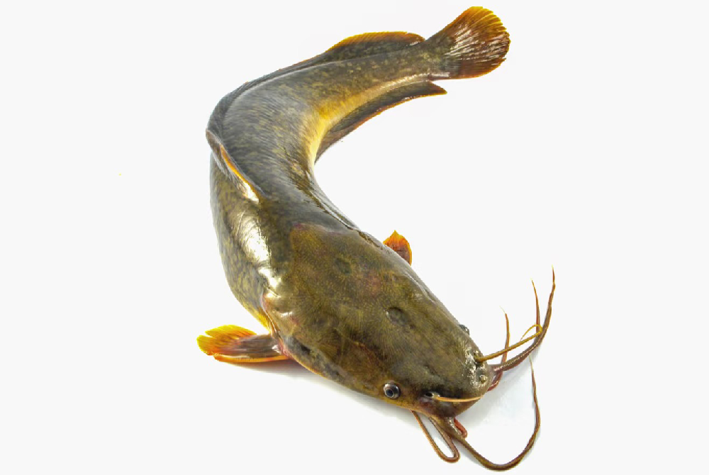 Catfish