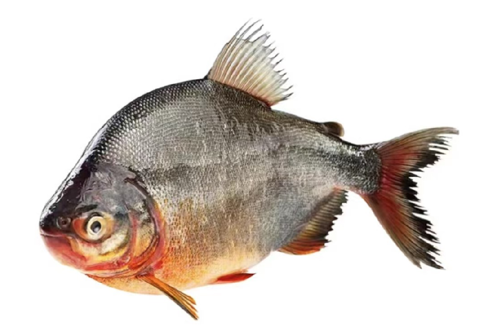 Red pacu whole round