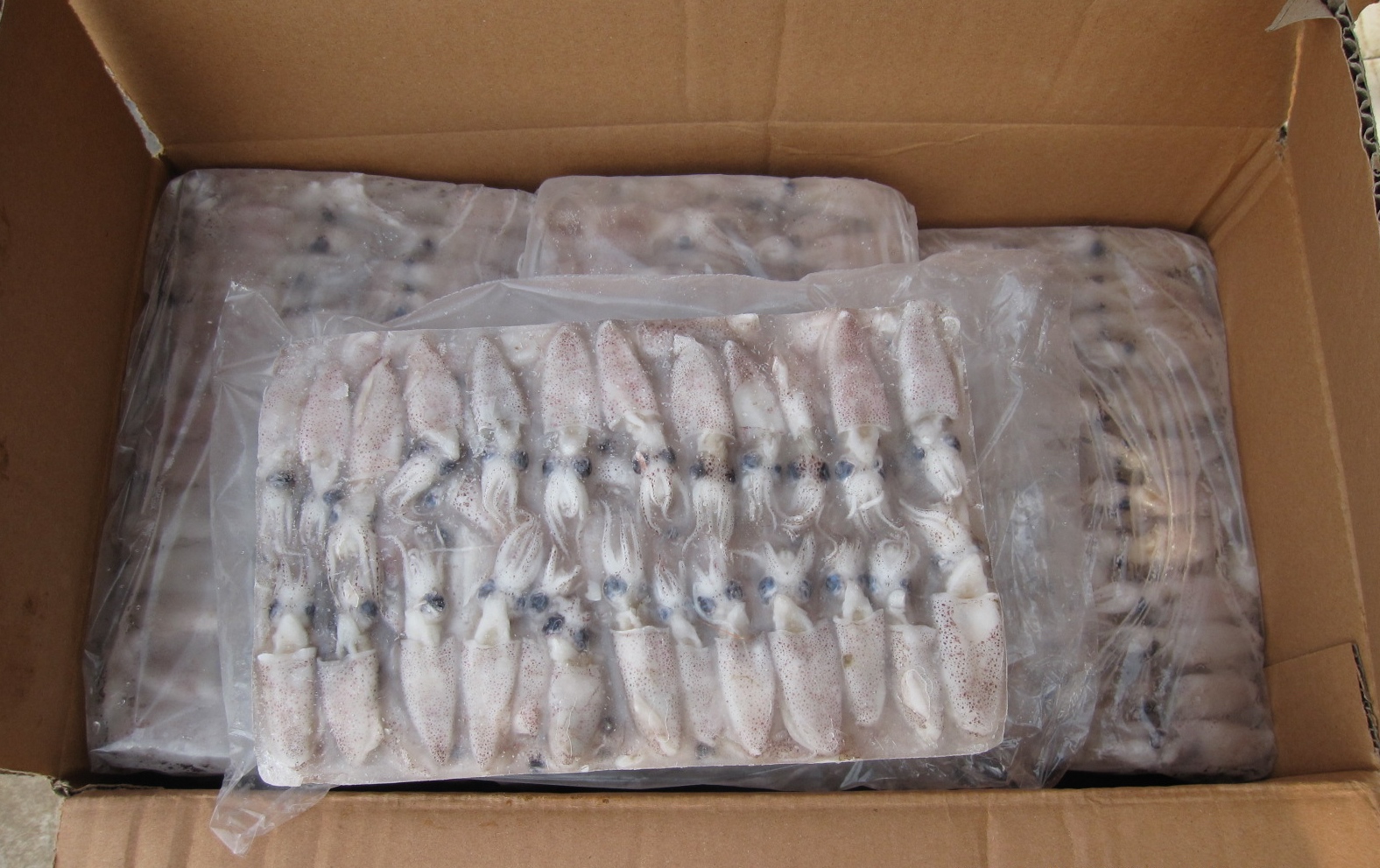 1kg block packing for Baby Squid