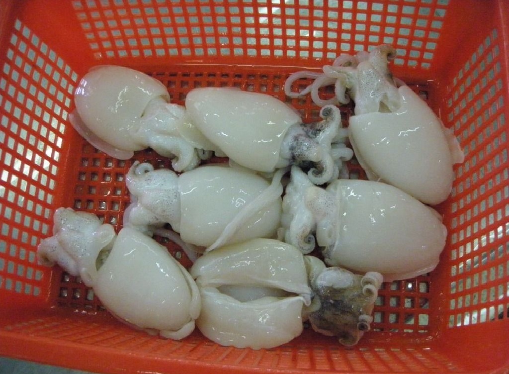 frozen-baby-cuttlefish